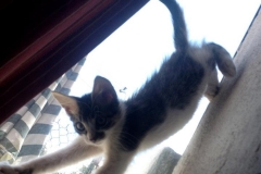 Cheverisimo haciendo Yoga