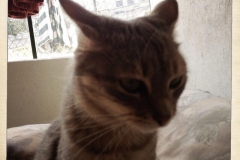 Conchita